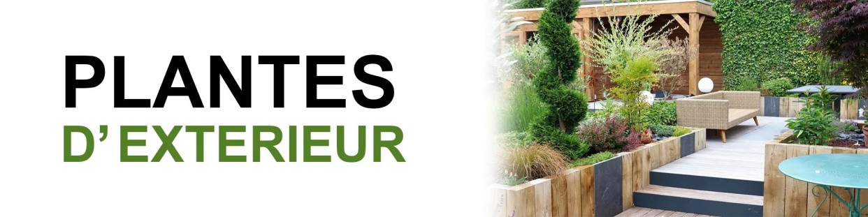 Plantes d'exterieur - MadeInMorokko