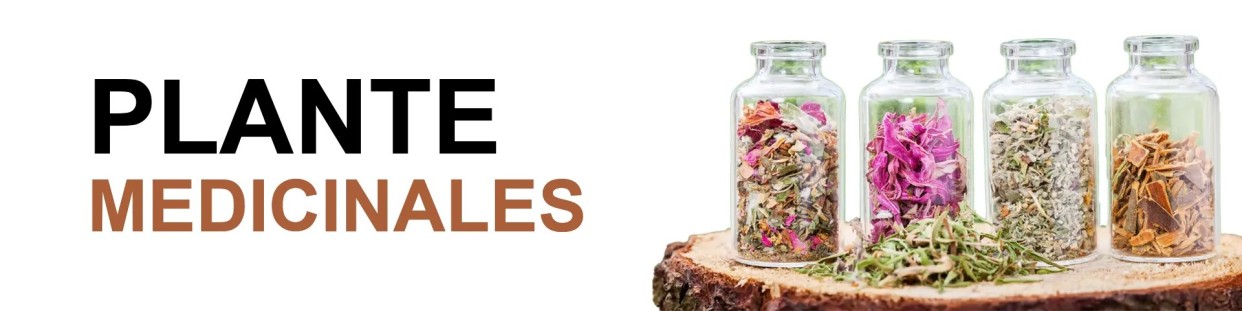 Plante Medicinales - MadeInMorokko